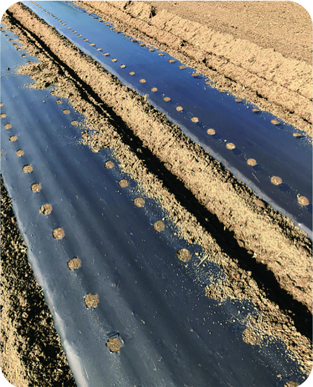 生分解性マルチフィルムのイメージ画像